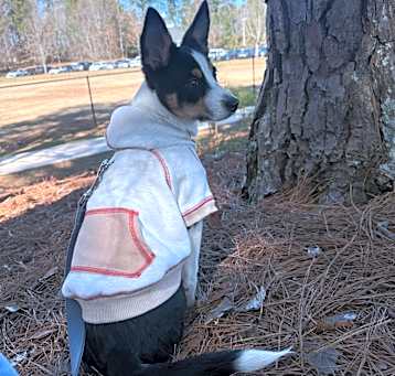 Photo of Bella 4 Months