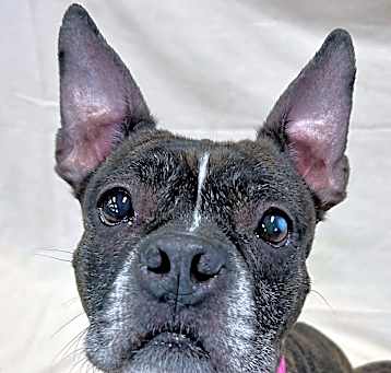 Photo of Athena