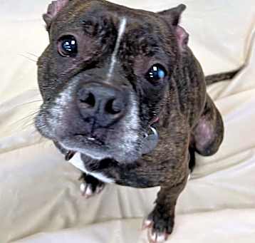 Photo of Heartworm positve dogs