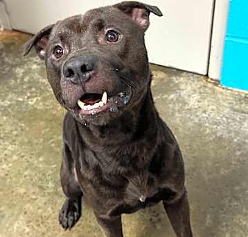 Photo of Havoc