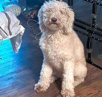 Photo of Butters