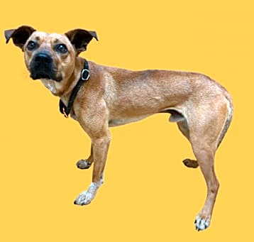 Photo of Yankee