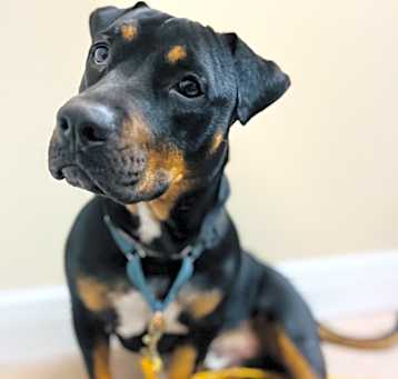 Photo of Buddy