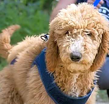 Photo of Teddy