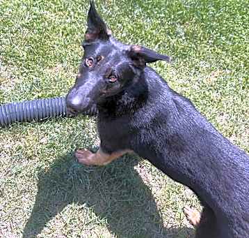Photo of Elsa