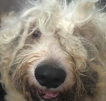 Photo of Caramelo