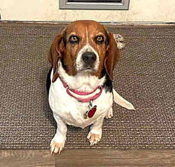 Photo of Abby