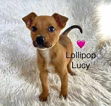 Photo of Lollipop Lucy