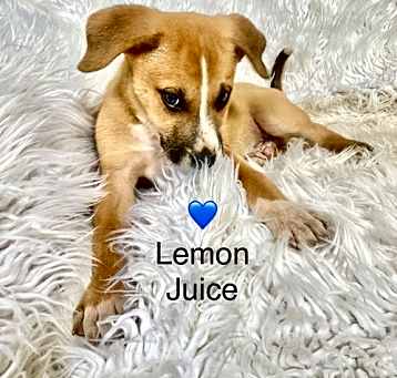 Photo of Lemon Juice