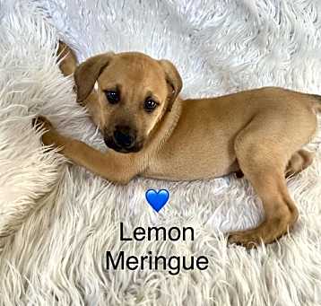 Photo of Lemon Meringue
