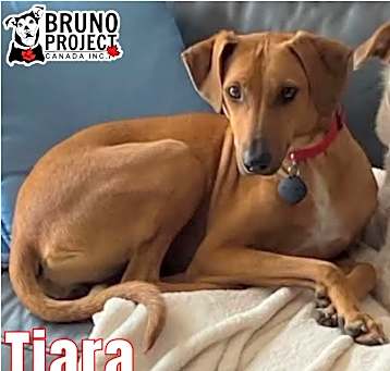 Photo of Tiara
