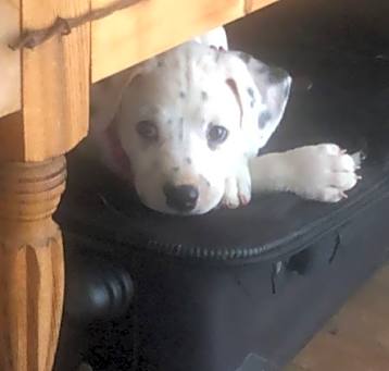 Photo of Cookie
