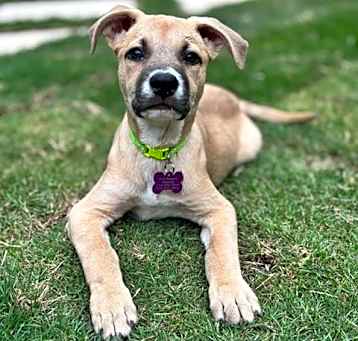 Photo of Frenchie