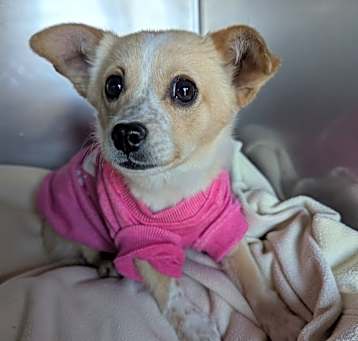 Photo of Paisley