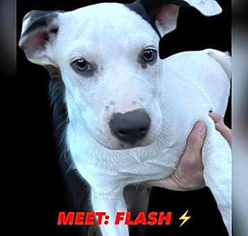 Photo of THE ONE AND ONLY FLASH SUPERHERO LITTER