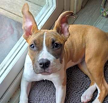 Photo of Cookie