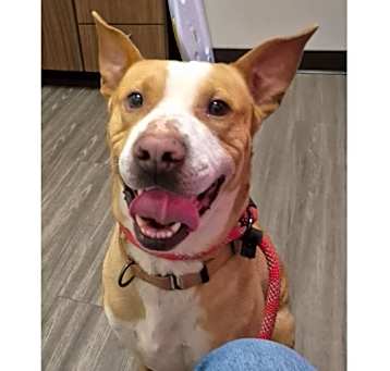 Photo of ANNA THE SWEETHEART
