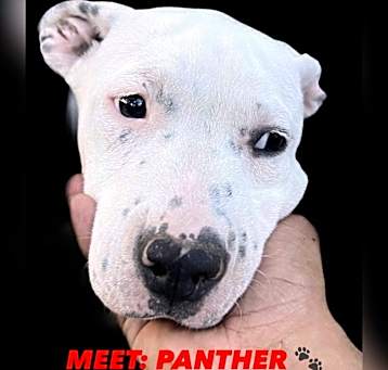 Photo of PANTHER FROM THE SUPERHERO LITTER