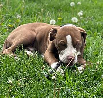 Photo of Chapo