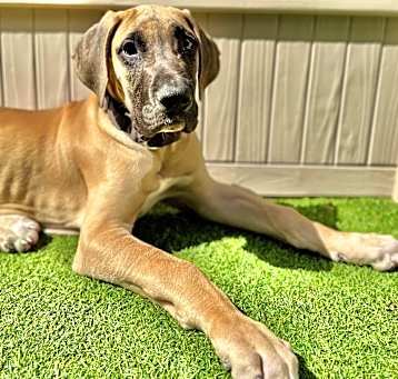Photo of Atlas