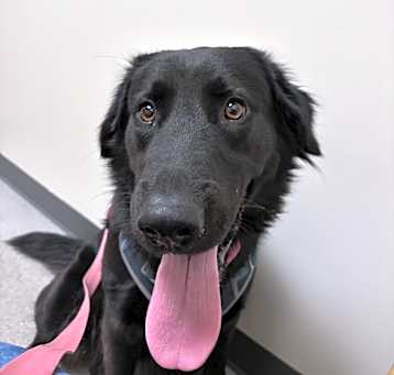 Photo of Nala