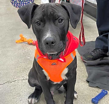 Photo of Hobbes
