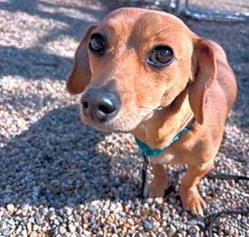 Photo of Meatball