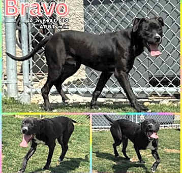 Photo of Bravo