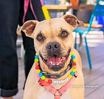 Photo of Cupcake