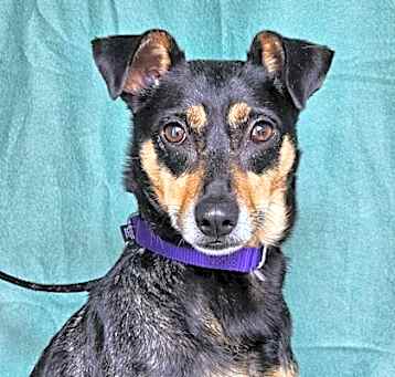 Photo of Ladybird