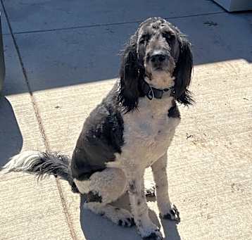 Photo of Oscar