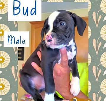 Photo of Bud
