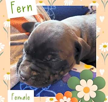Photo of Fern