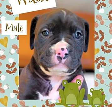 Photo of Wade