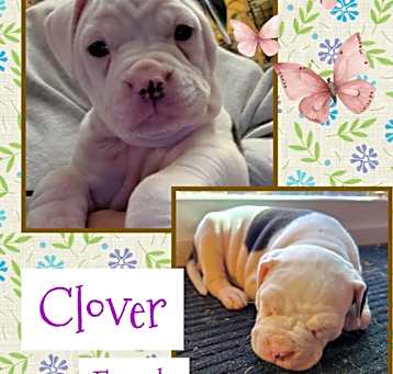 Photo of Clover