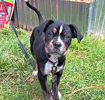 Photo of Pepper (25-028 D)
