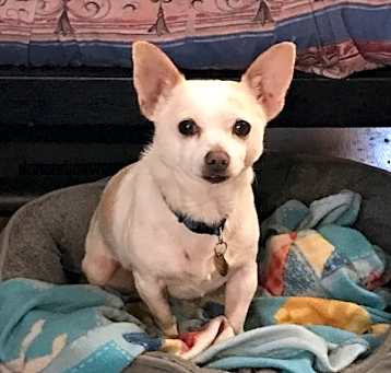 Photo of Ziggy