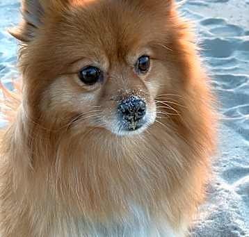 Photo of Cooper