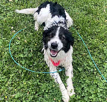 Photo of Oreo