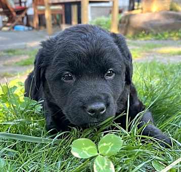 Photo of Milo