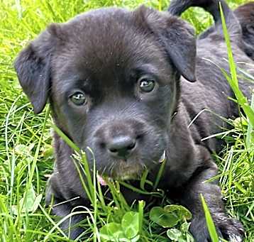 Photo of Coco