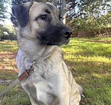 Photo of Luna