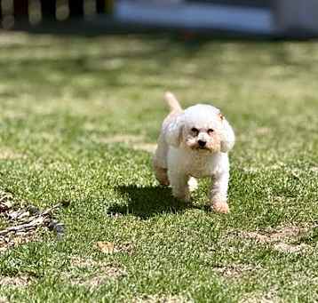 Photo of Tootsie D6061