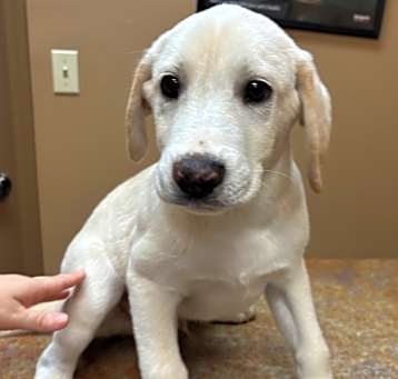 Photo of Pongo ~ meet me!