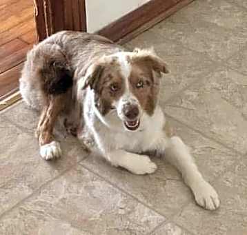 Photo of Gunner