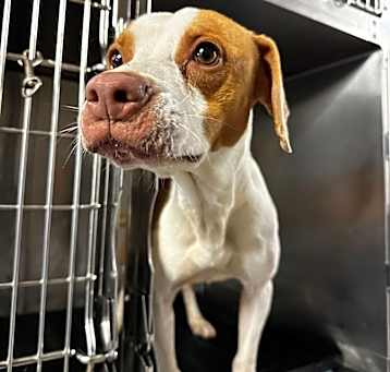 Photo of Dixie