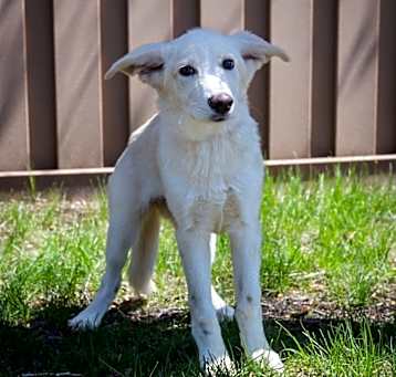 Photo of Sugar