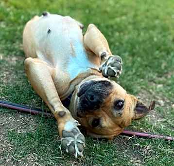 Photo of Honey