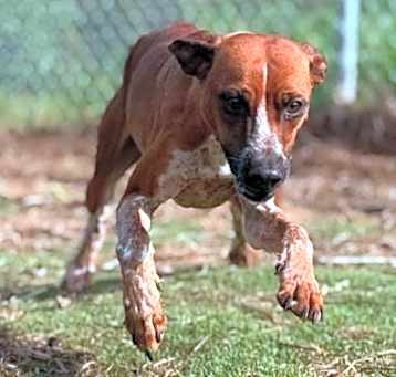 Photo of Romeo