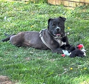 Photo of Sergeant